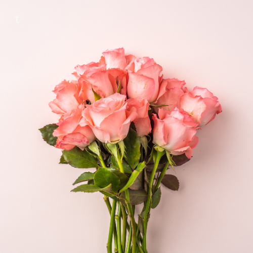 PINEK ROSES