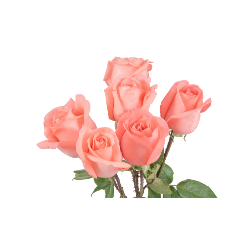 6 pink roses bouquet