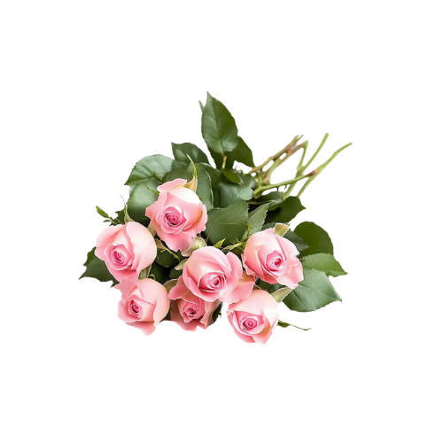 8 pink roses bouquet