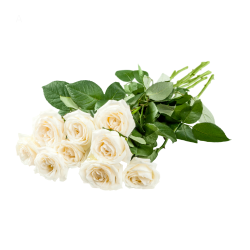 WHITE ROSES