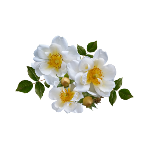 WHITE ROSES